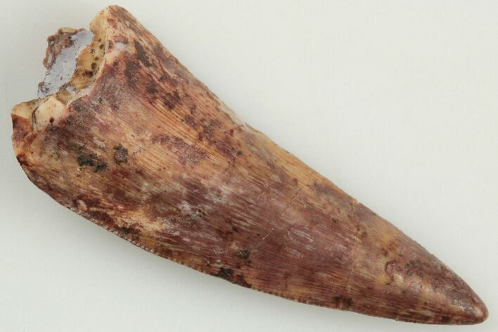 .92" Serrated, Triassic Reptile (Postosuchus?) Tooth - New Mexico